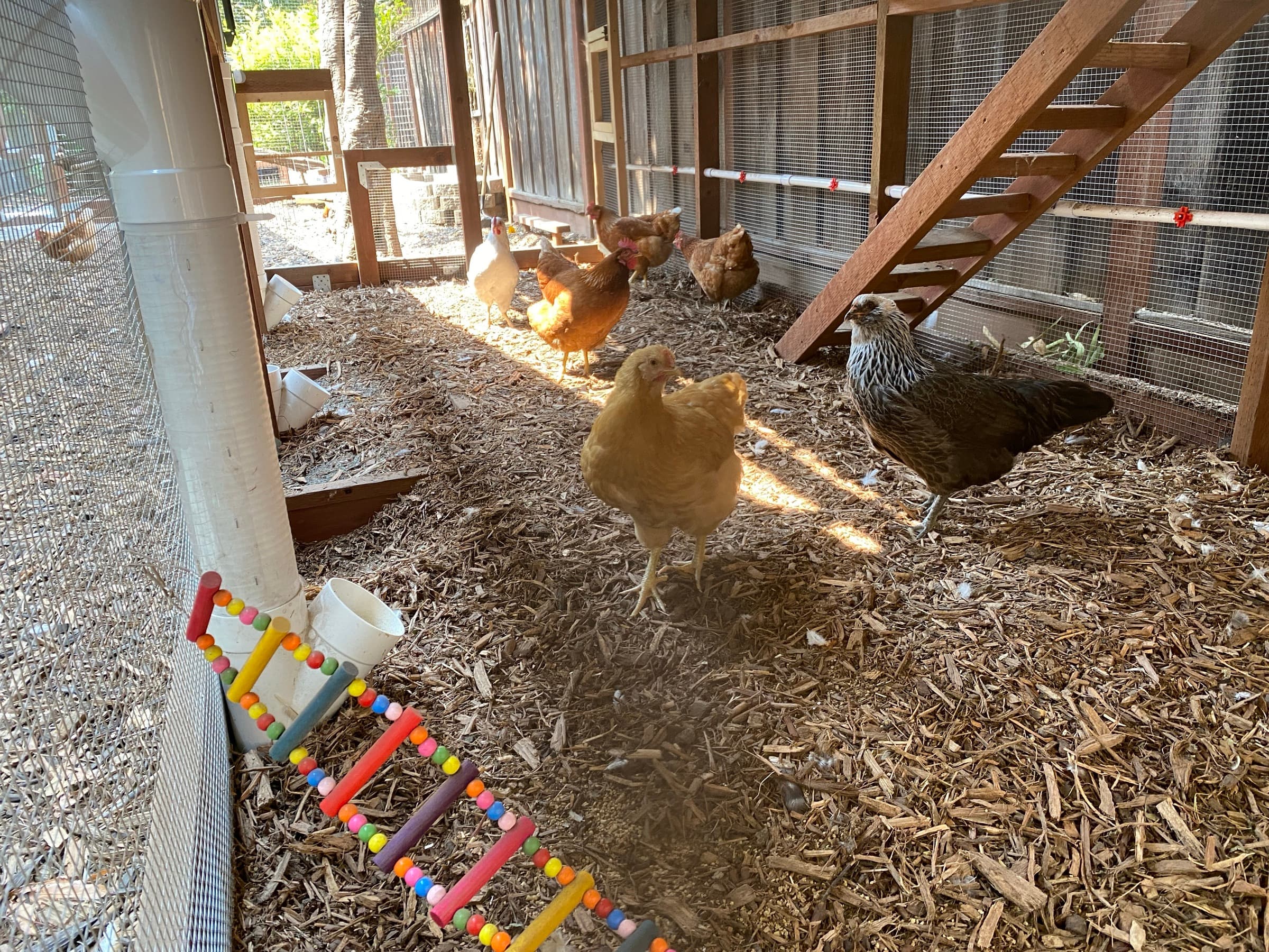 Completed Chicken Coop